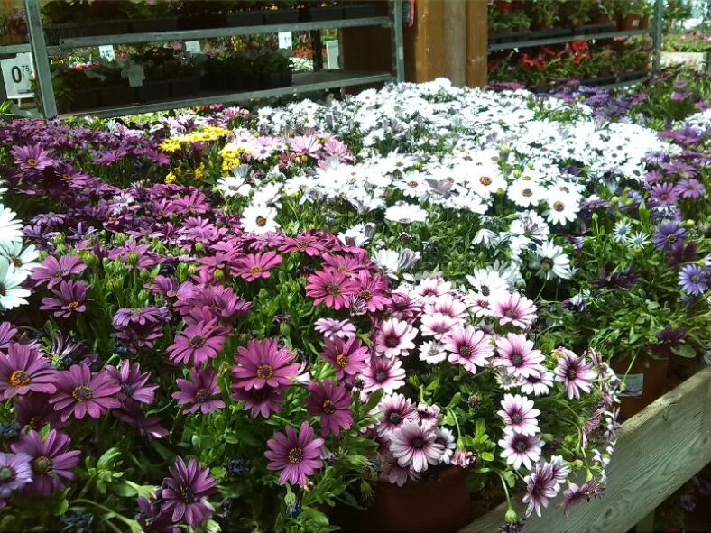Flores para los muertos más soñadores