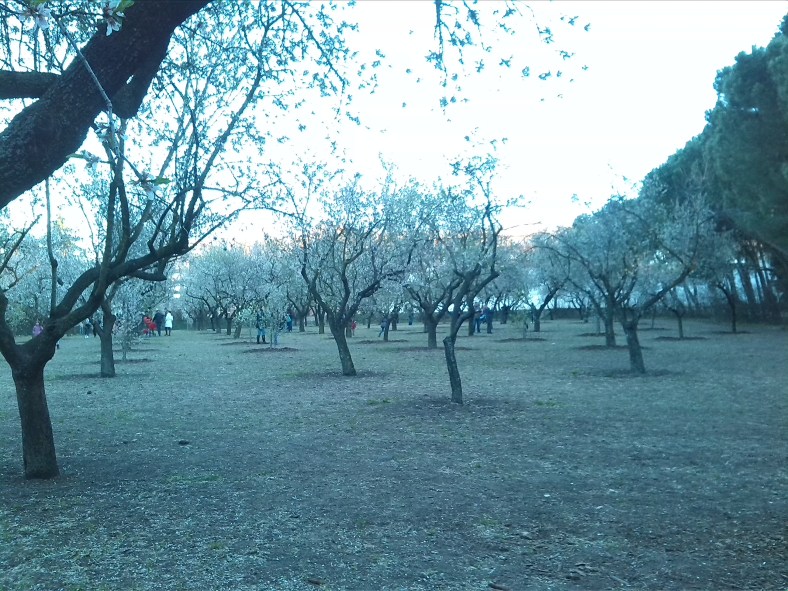 Almendros en flor
