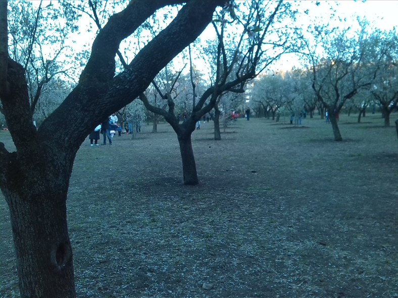 Almendros en flor