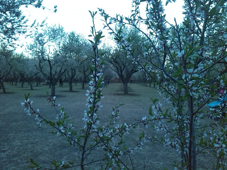 Almendros en flor