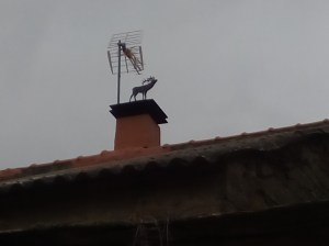 Ciervo aullando a la luna