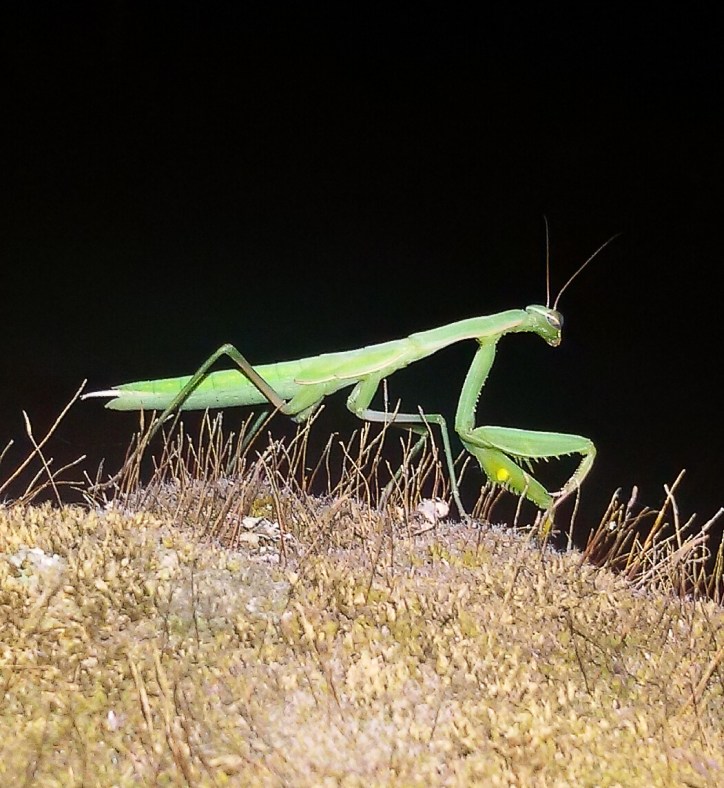 Mantis Religiosa (Foto de Patricia Robles)