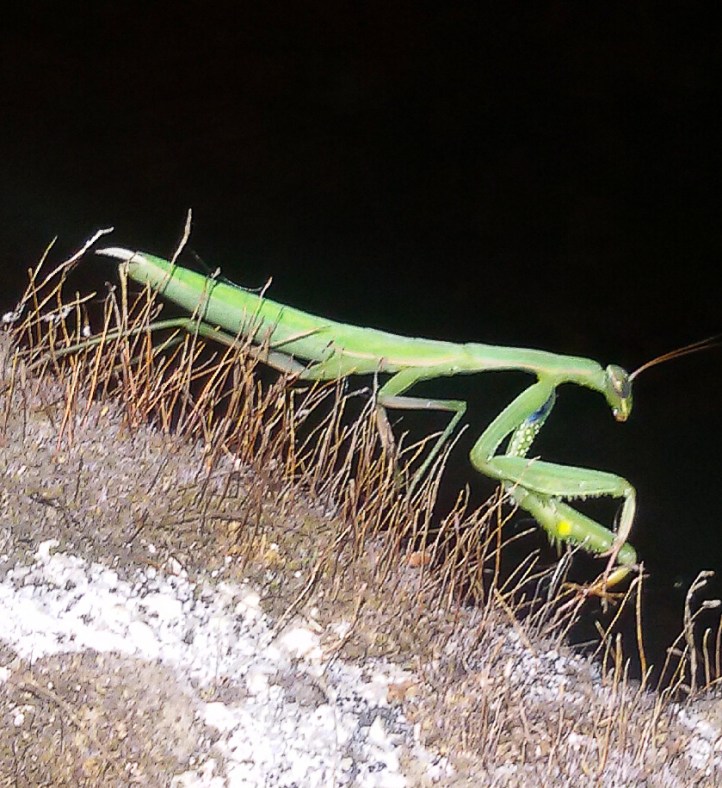 Mantis Religiosa (Foto de Patricia Robles)