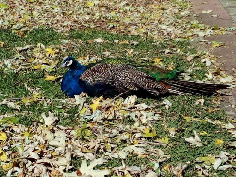 Biblioteca del pavo real