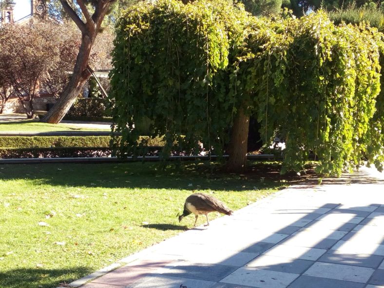Biblioteca del pavo real