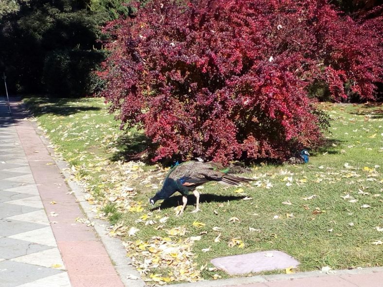 Biblioteca del pavo real