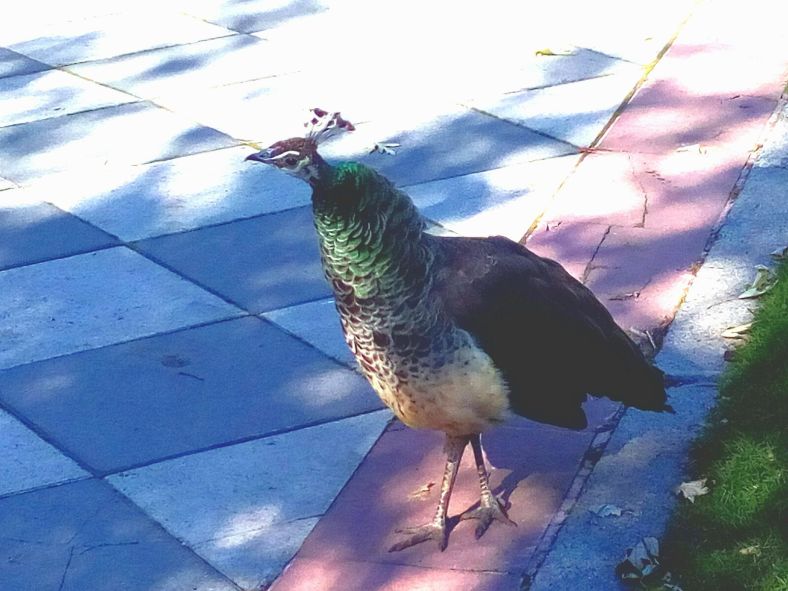 Biblioteca del pavo real