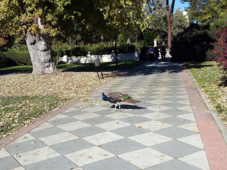 Biblioteca del pavo real