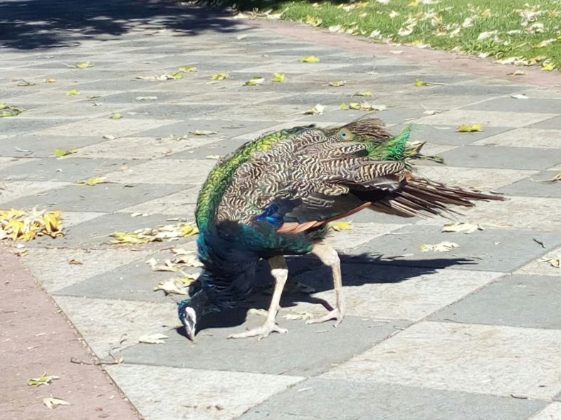 Biblioteca del pavo real