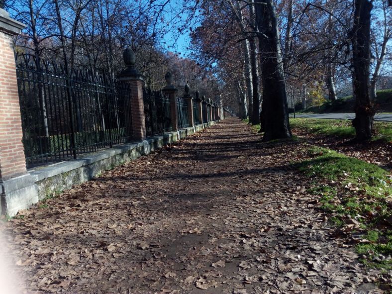 oasis en jungla asfalto