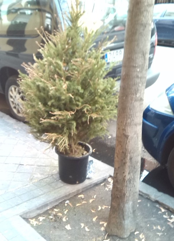 Árbol homeless