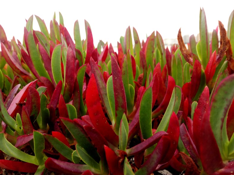 Plantas de colores mirando al mar