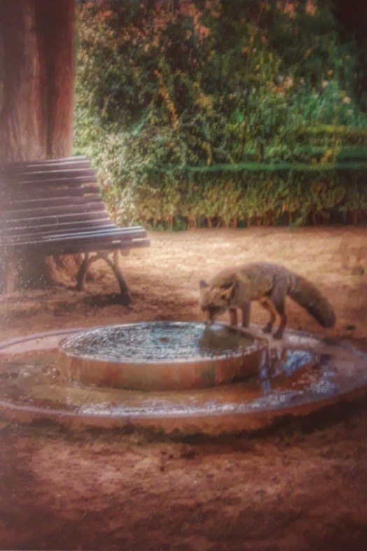 Zorro en La Alhambra