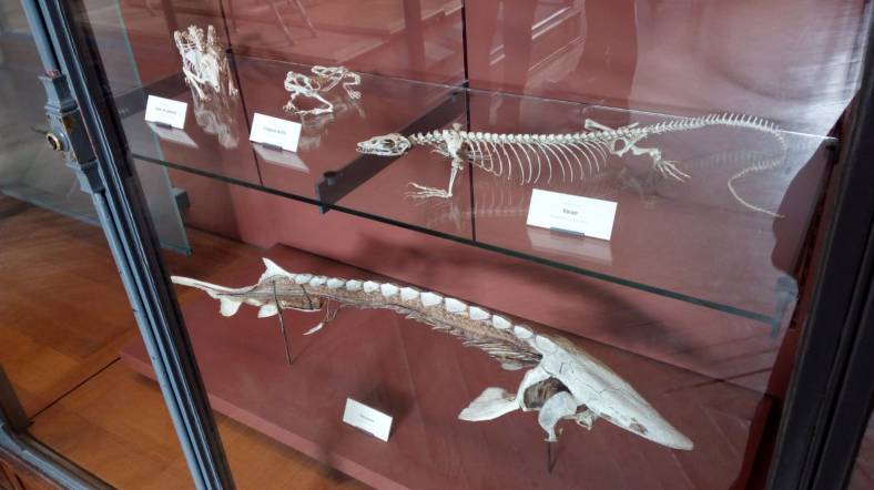 Museo Paleontologia